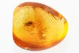 Detailed Fossil Bark Beetle (Scolytinae) in Baltic Amber #352687-1